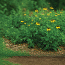 Premium 25mm Green-Coated Wire Netting – Heavy-Duty, Rust-Resistant & Multi-Purpose!