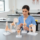 Premium Set of Anatomical Joint Models with Ligaments for Educational Use - Demonstrate Human Musculoskeletal Anatomy