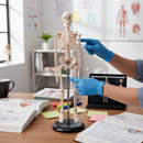 Professional Desktop Mini Skeleton Model - 42cm Movable Anatomy Model for Teaching and Learning