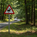Premium Wild Animals In Road Warning Sign - Post Mounted for Safety with Customizable Animal Type Options