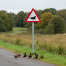 Premium Duck Crossing Sign for Roadway Safety - Post Mounted, Available in Multiple Sizes