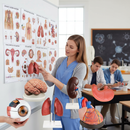 Professional Organ Anatomy Collection with Charts and Models for Medical Education