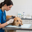 Professional Replacement Head for Otoscope with 2.5x Lens and Open Head System for Veterinary Use