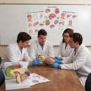 Professional Brain Anatomy and Pathology Educational Collection with Detailed Models and Charts for Clinics and Educational Use