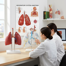Professional Lung Anatomy Collection with Respiratory System Chart and Models for Education and Clinics