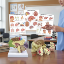 Professional Brain Anatomy and Pathology Educational Collection with Detailed Models and Charts for Clinics and Educational Use